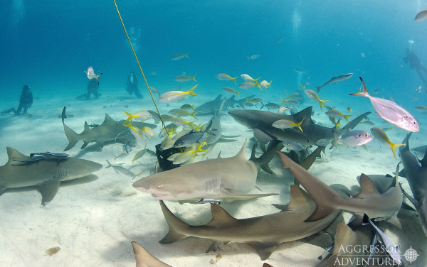 Potápění Bahamy - žraločí ráj