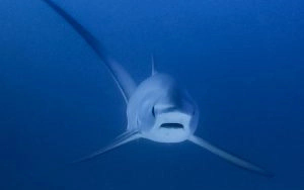 Potápění Filipíny - Tubataha reef