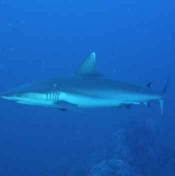 5ed3fa494a706.webp