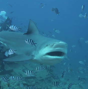 67c5d39b04f68.webp