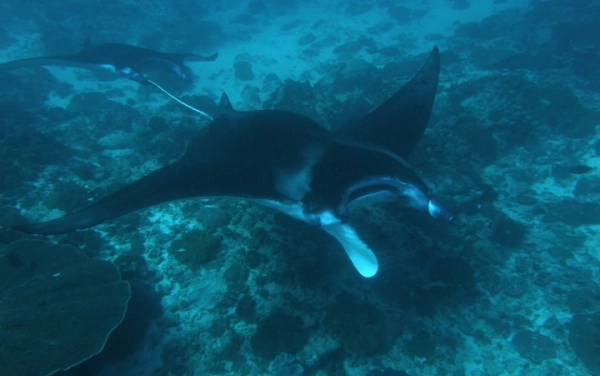 Bali speciál - měsíčníci