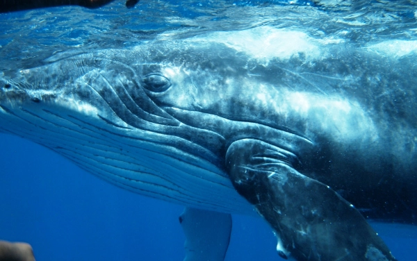Tonga + Fiji – velryby, žraloci a nádherné útesy