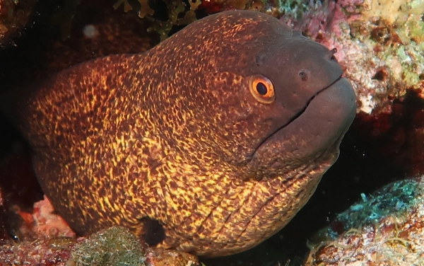 Potápění Egypt - Safari Sever + Tiran Island