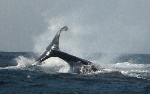  MOSAMBIK  - Jangamo Bay - manty a velrybí žraloci