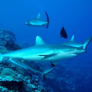 5f71f96f65500.webp