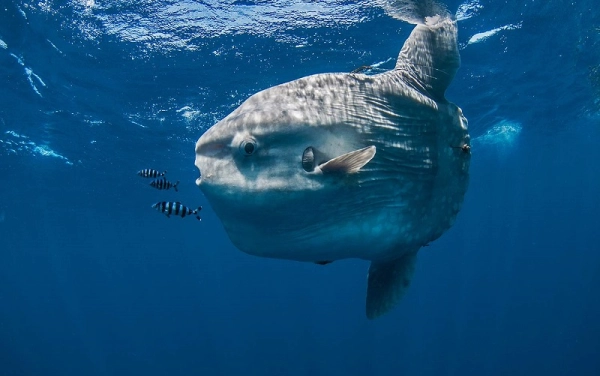 Novinka - To nejlepší z Bali a Komoda